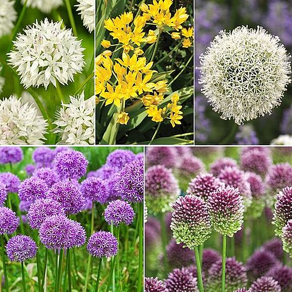 101 Allium Collection