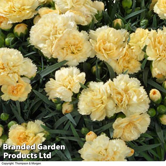 Dianthus caryophyllus 'Amber' (Sunflor Series)