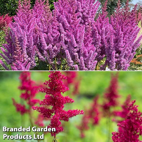 Astilbe chinensis 'Pearl' Collection