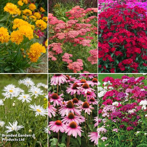 Autumn Bumper Perennial Collection 