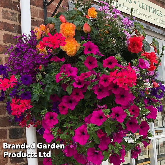 Pre-Planted Hanging Basket Mix