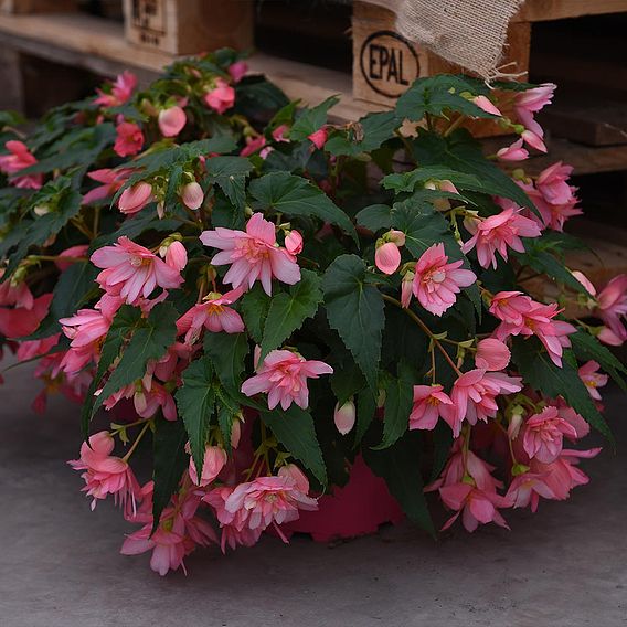 Begonia 'Funky Pink'