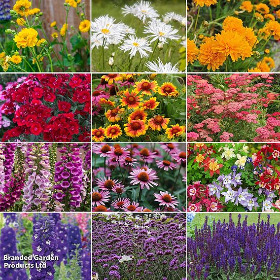 Best Value Perennial Collection