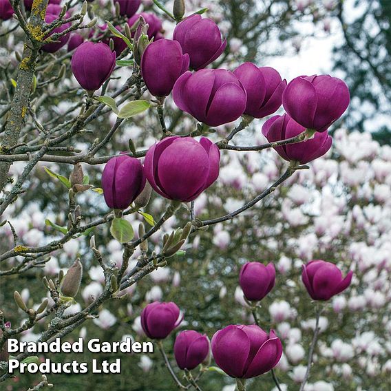 Magnolia 'Black Tulip'