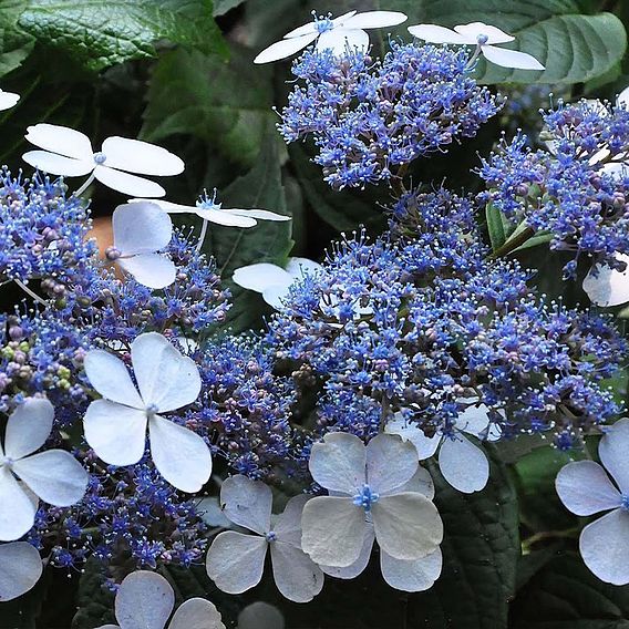 Hydrangea serrata 'Bluebird'