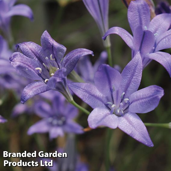 Spring Flowering Bulb Mix