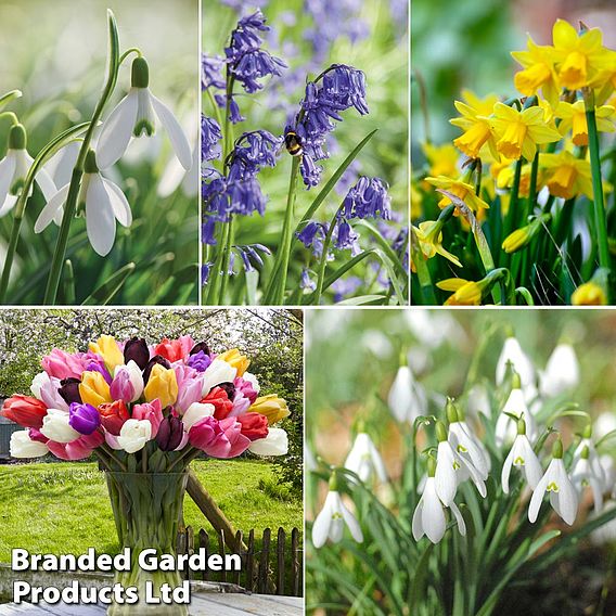 Colourful Spring Bulb Collection