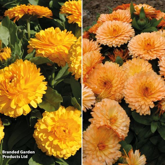 Calendula 'Bon Bon Mix'