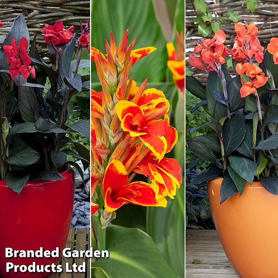 Canna x generalis 'Cannova Trio'