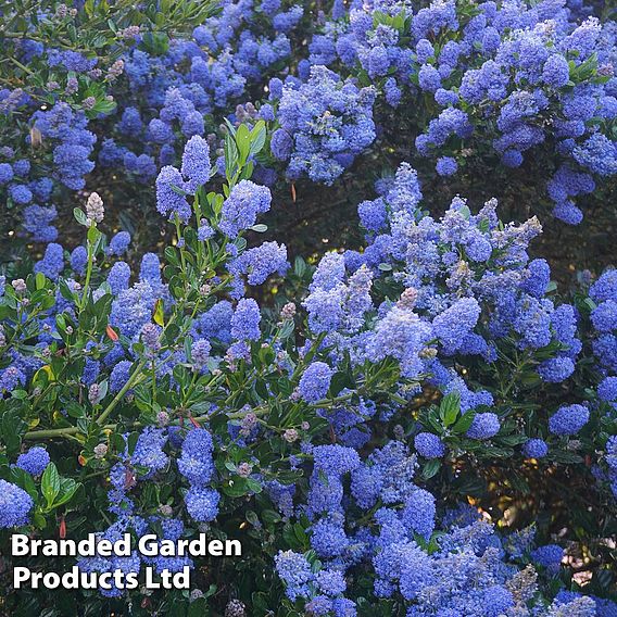 Ceanothus 'Italian Skies'