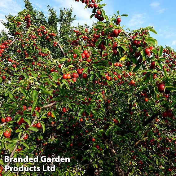 Cherry plum (Hedging)