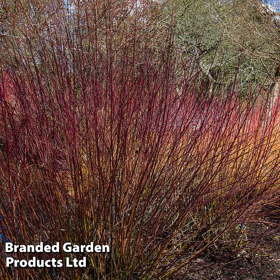 Cornus amomum 'Blue Cloud'