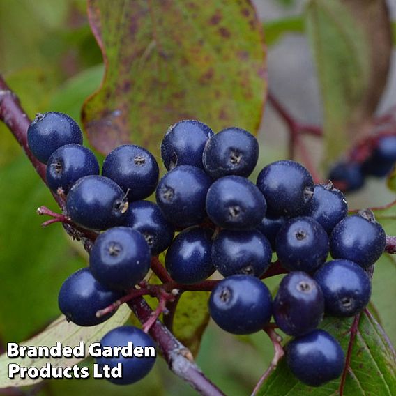 Cornus amomum 'Blue Cloud'