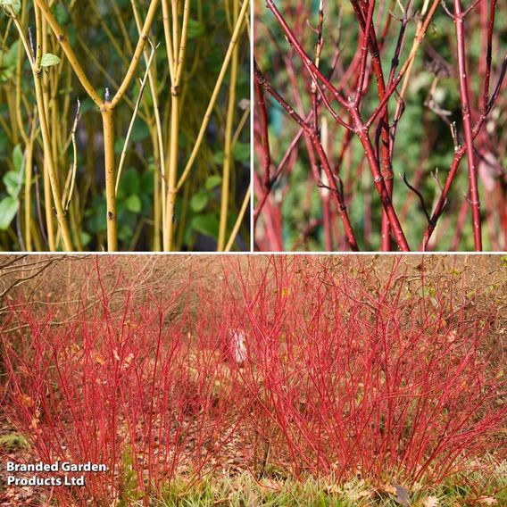 Cornus 'Winter Stems' Collection