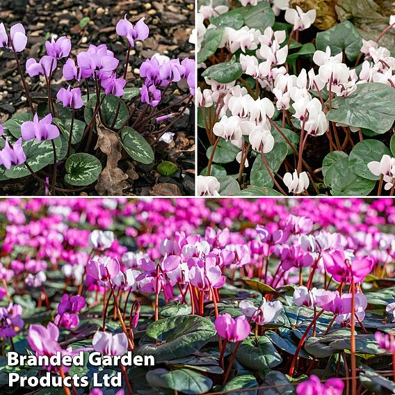 Cyclamen Bulb Collection