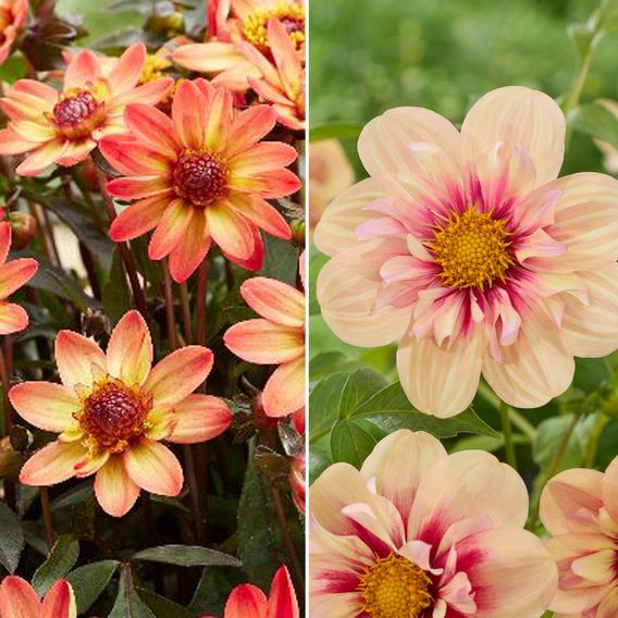 Dahlia 'Patio Duo'