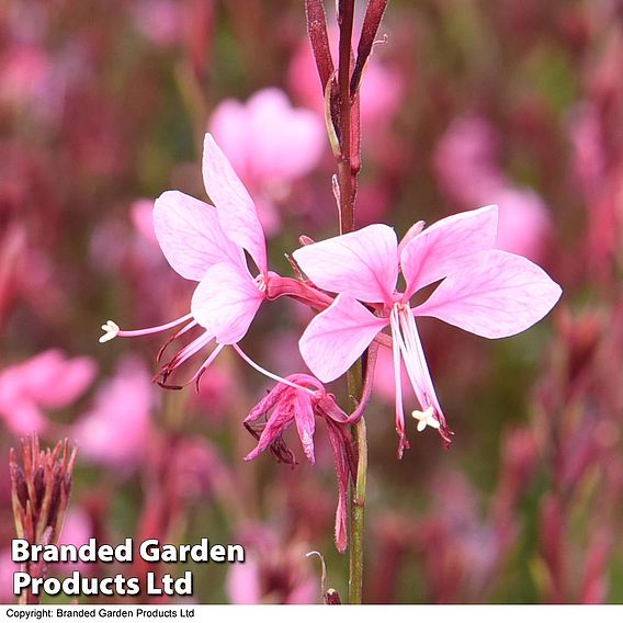 Gaura 'Baby Butterfly Dark Pink'