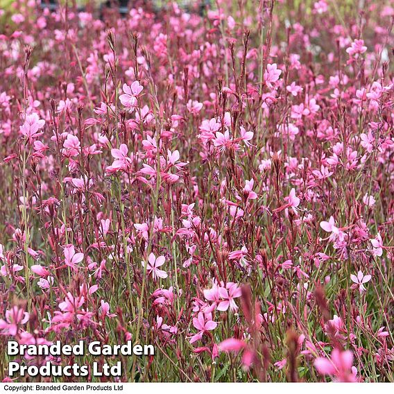 Gaura 'Baby Butterfly Dark Pink'