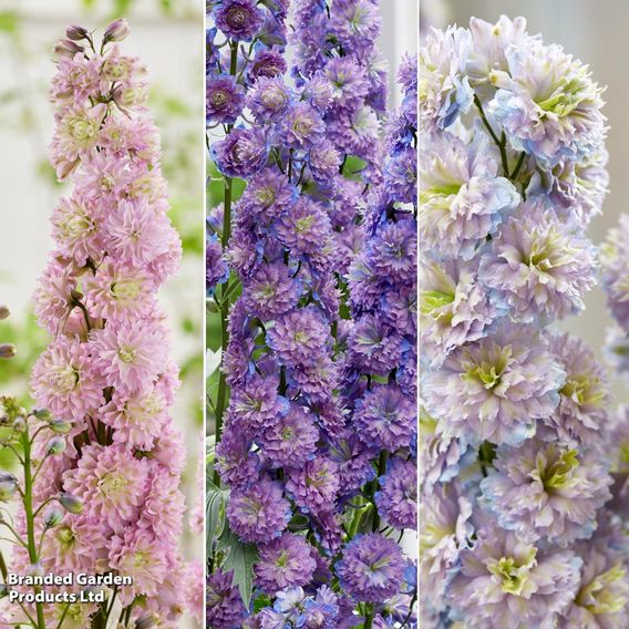 Delphinium elatum 'Highlander Sensation Collection'