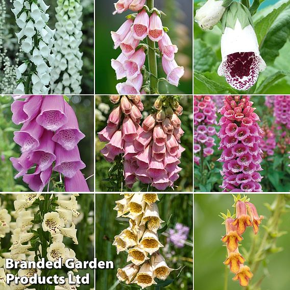 Digitalis Collection