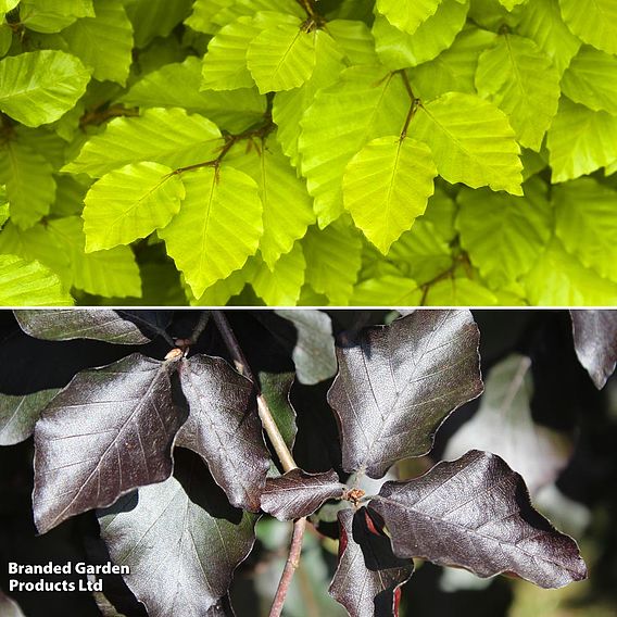 Fagus sylvatica Duo