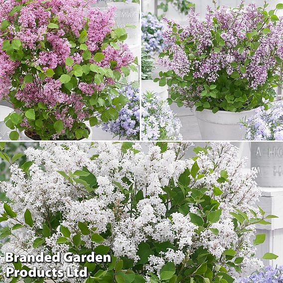 Syringa Flowerfesta® Collection