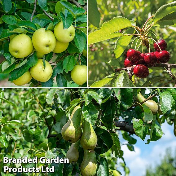 Fruit Tree Trio (Mini Fruit Tree)