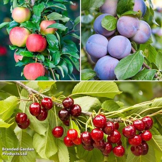 Patio Fruit Tree Trio