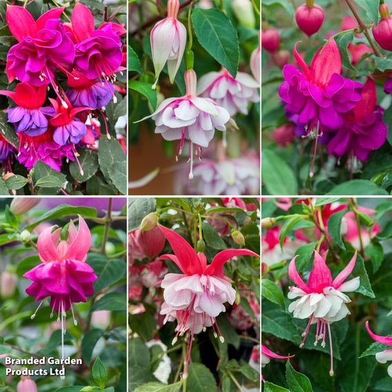 Fuchsia Patio Dancers Collection