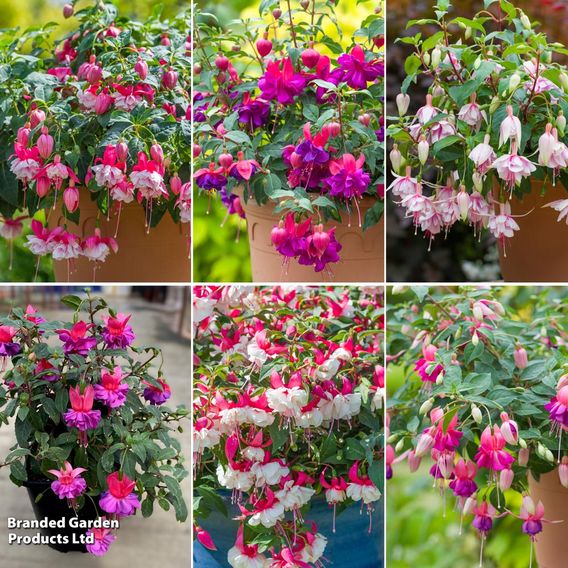 Fuchsia Patio Dancers Collection