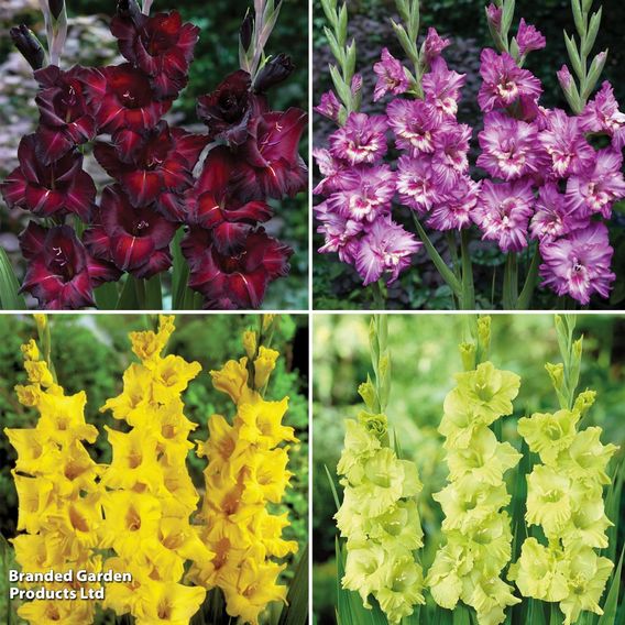 Gladioli Quartet