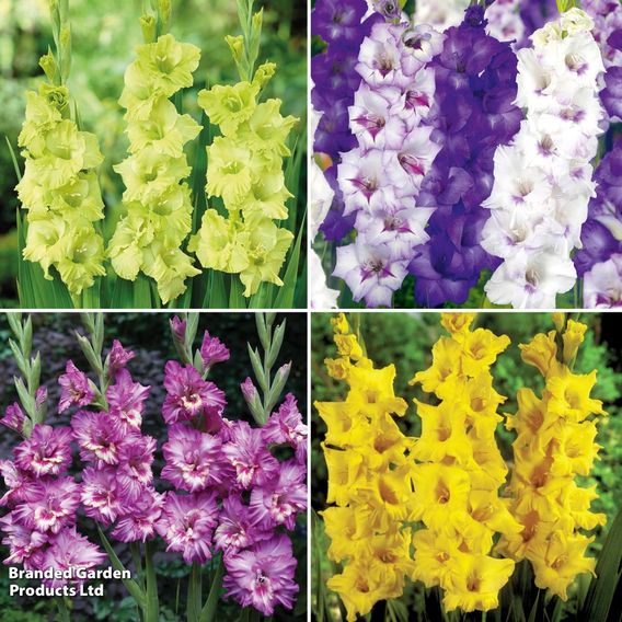 Gladioli Collection