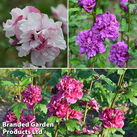 Hibiscus syriacus 'French Cabaret Trio'