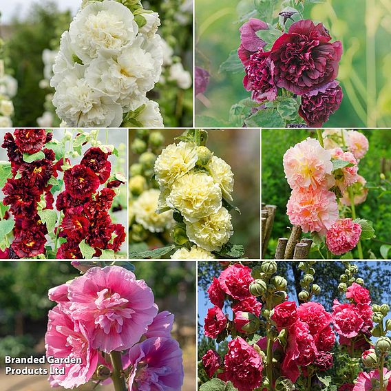 Hollyhock 'Chater's Double Mixed'