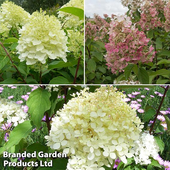 Hydrangea paniculata Collection