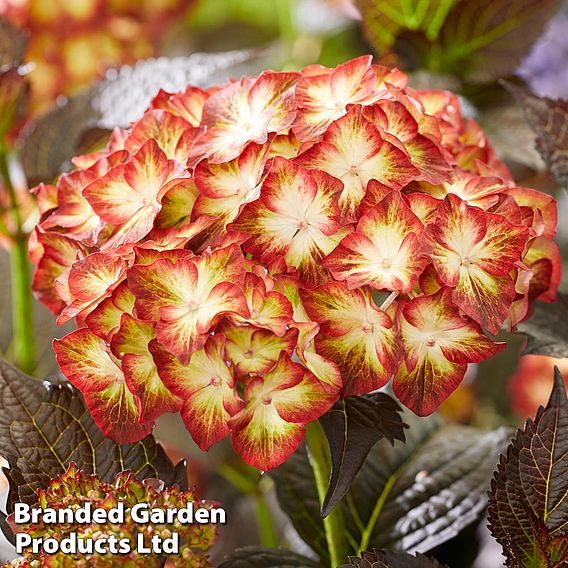 Hydrangea macrophylla 'Light My Fire'