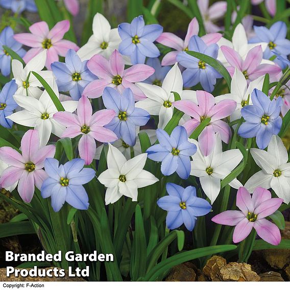 Spring Flowering Bulb Mix