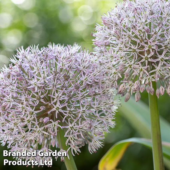 Spring Flowering Bulb Mix