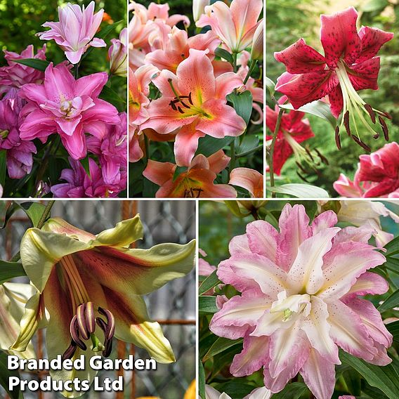 Nurseryman's Choice Lily Bulbs