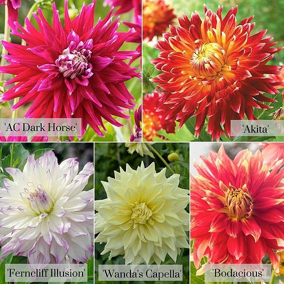 Dahlia 'Dinner Plate' Quintet