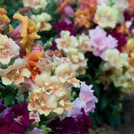 Antirrhinum 'Mini Butterflies Mixed'