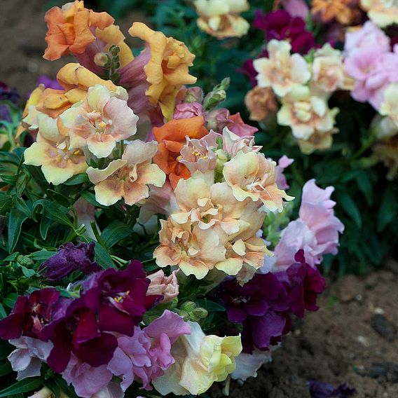 Antirrhinum 'Mini Butterflies Mixed'