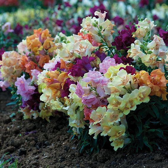 Antirrhinum 'Mini Butterflies Mixed'