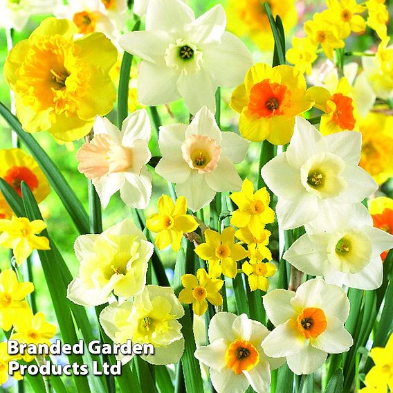 Nurserymans Choice Bulbs