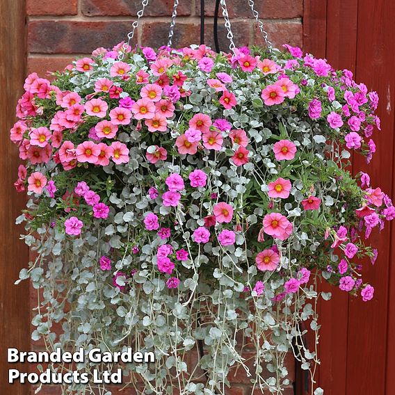 Pre-Planted Hanging Basket Mix