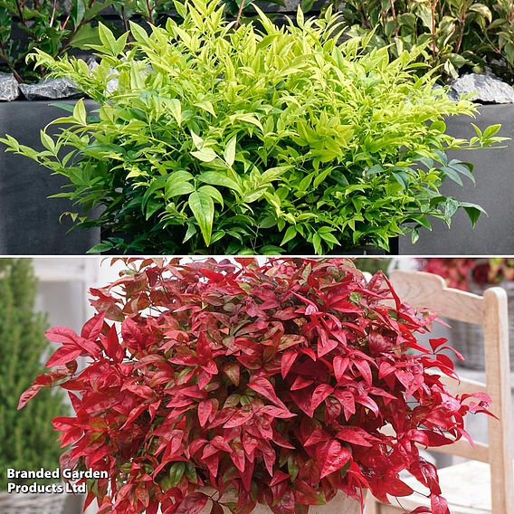 Nandina Duo