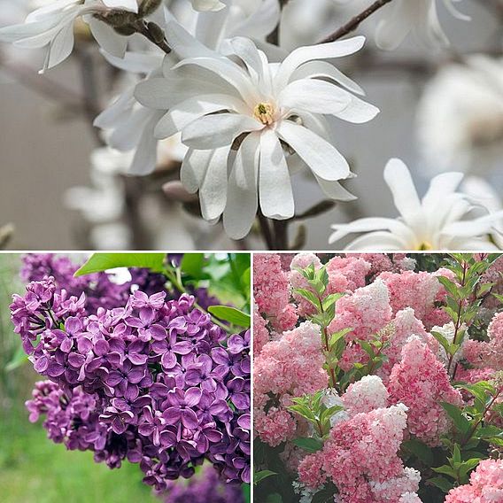 Nurserymans Choice Shrub Mix