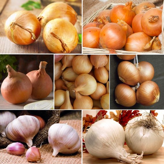 Onion & Garlic Spring Bundle