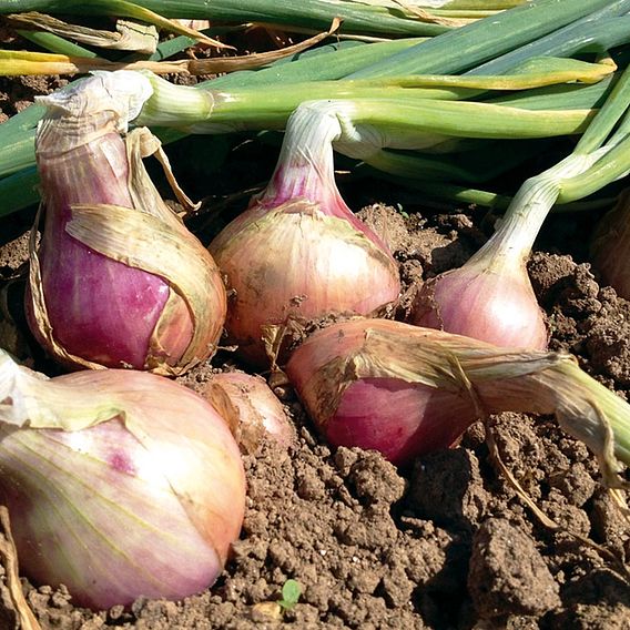 Onion 'Keravel Pink' (Spring)