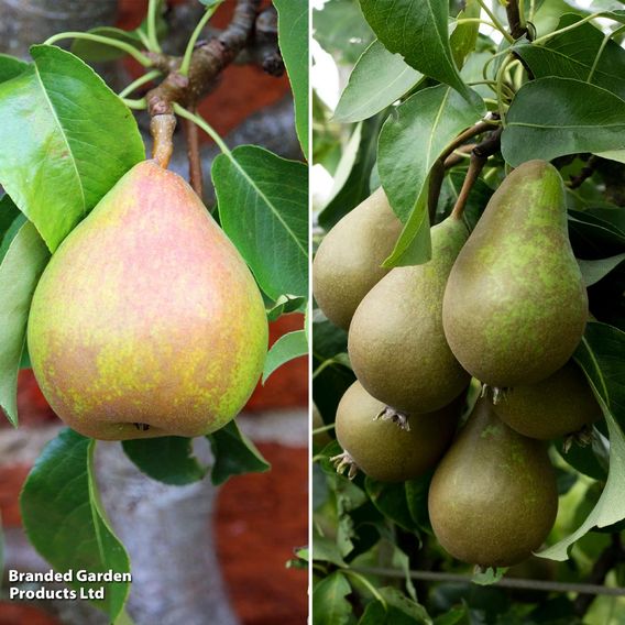 Pear Grafted Patio Duo